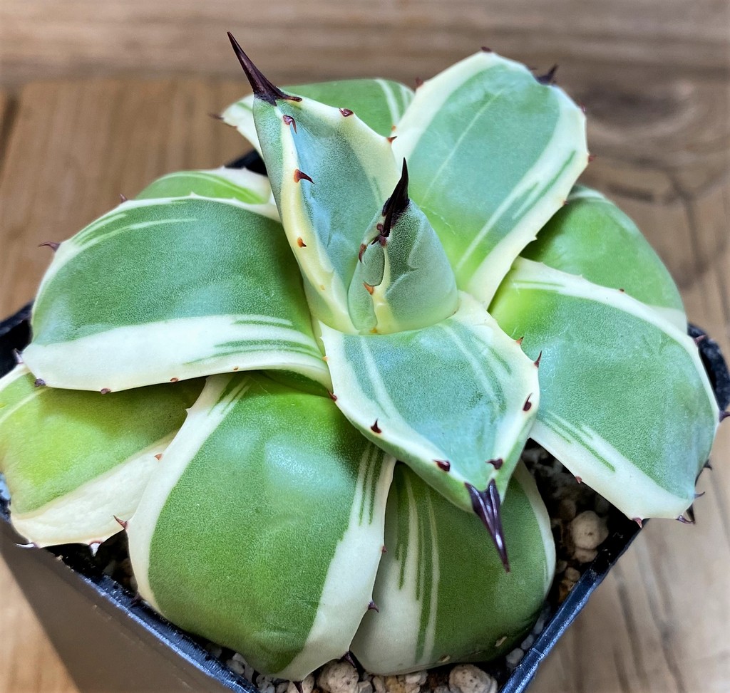 SH27525 Agave patonii f. variegata