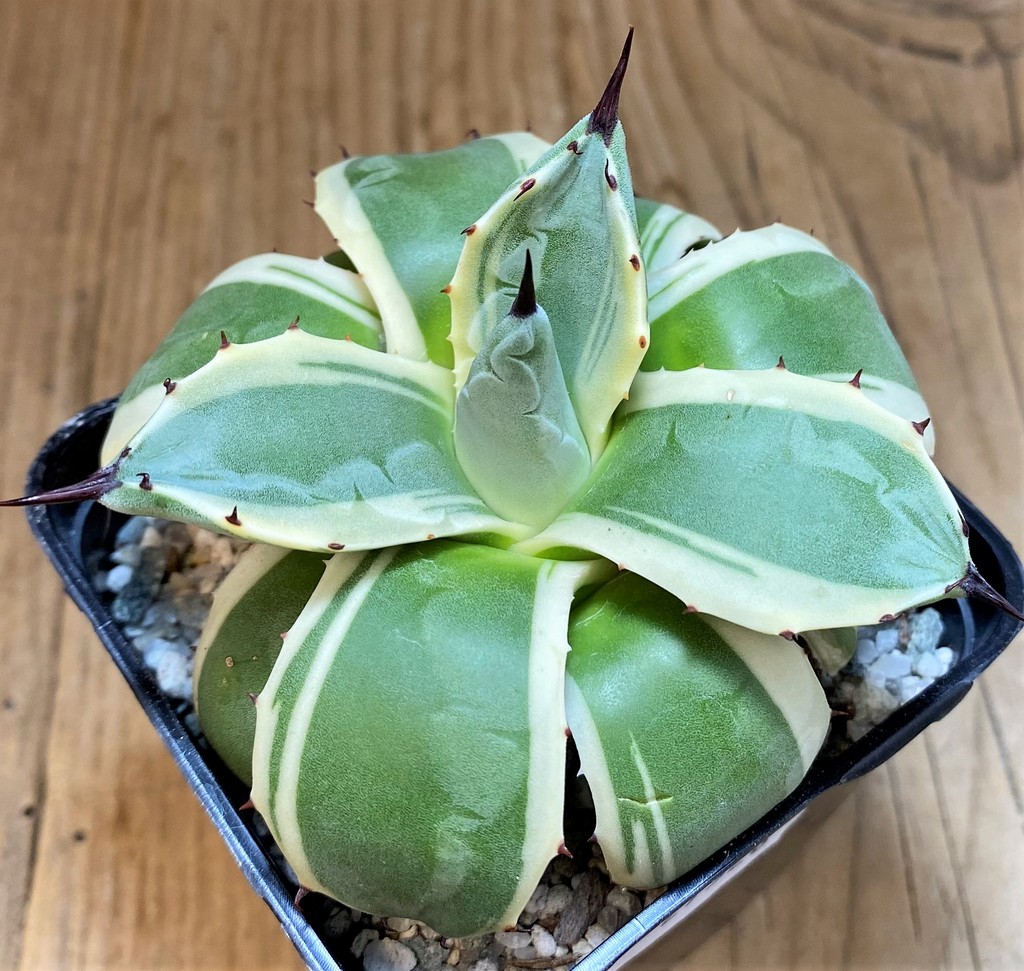 SH27526 Agave patonii f. variegata - Image 2