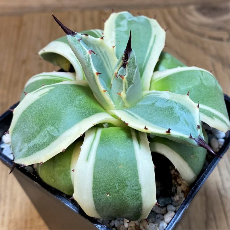 SH27526 Agave patonii f. variegata