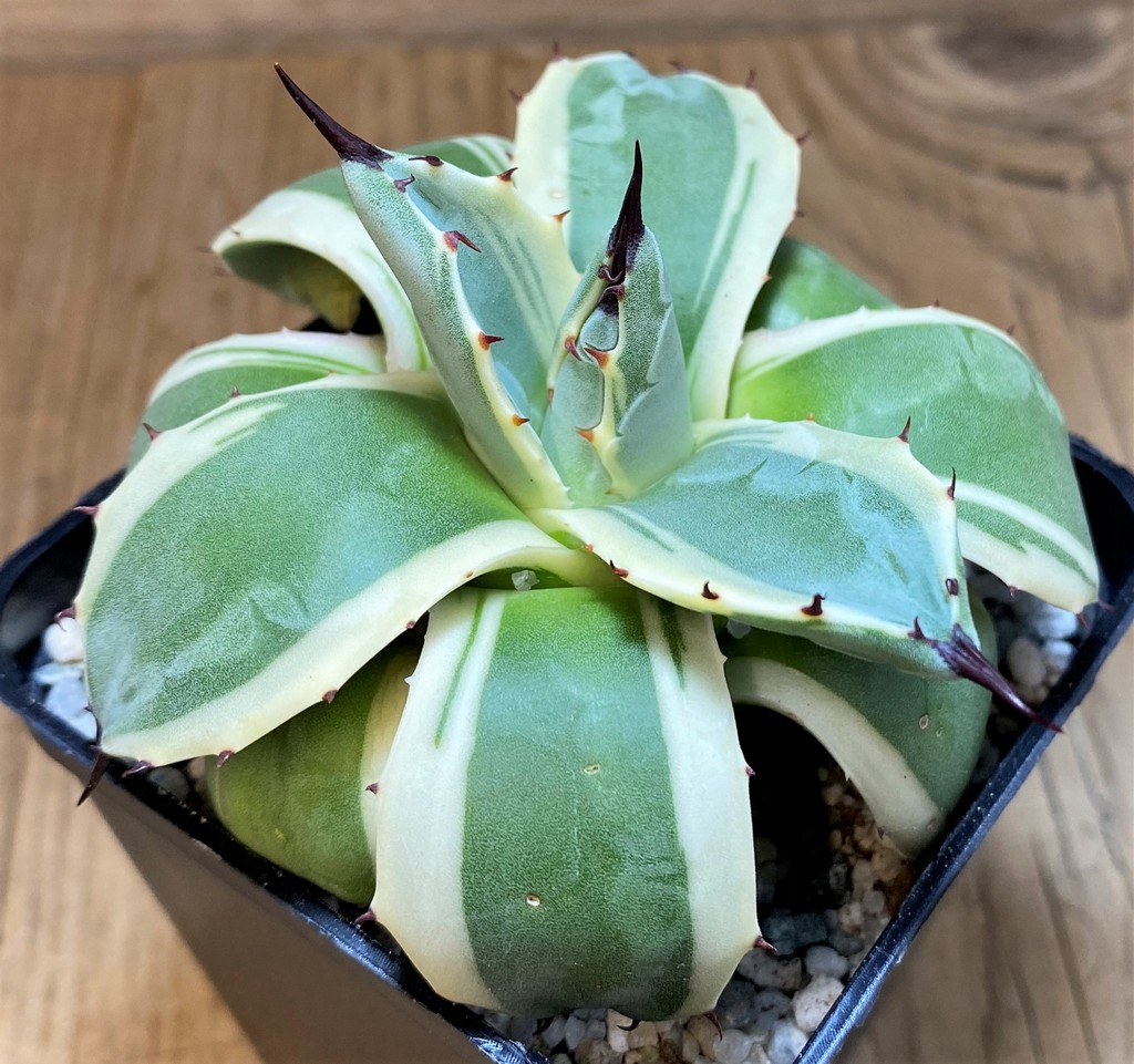 SH27526 Agave patonii f. variegata