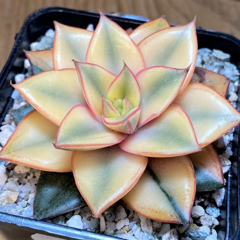 SH27509 Echeveria purpusorum ‘Monocerotis’ f. variegata