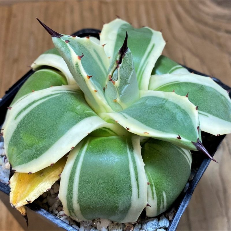 SH27527 Agave patonii f. variegata