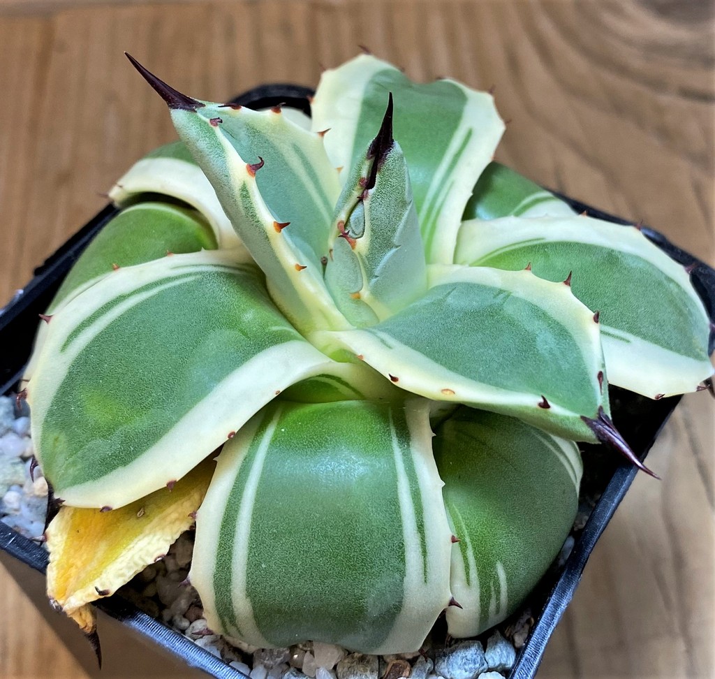 SH27527 Agave patonii f. variegata