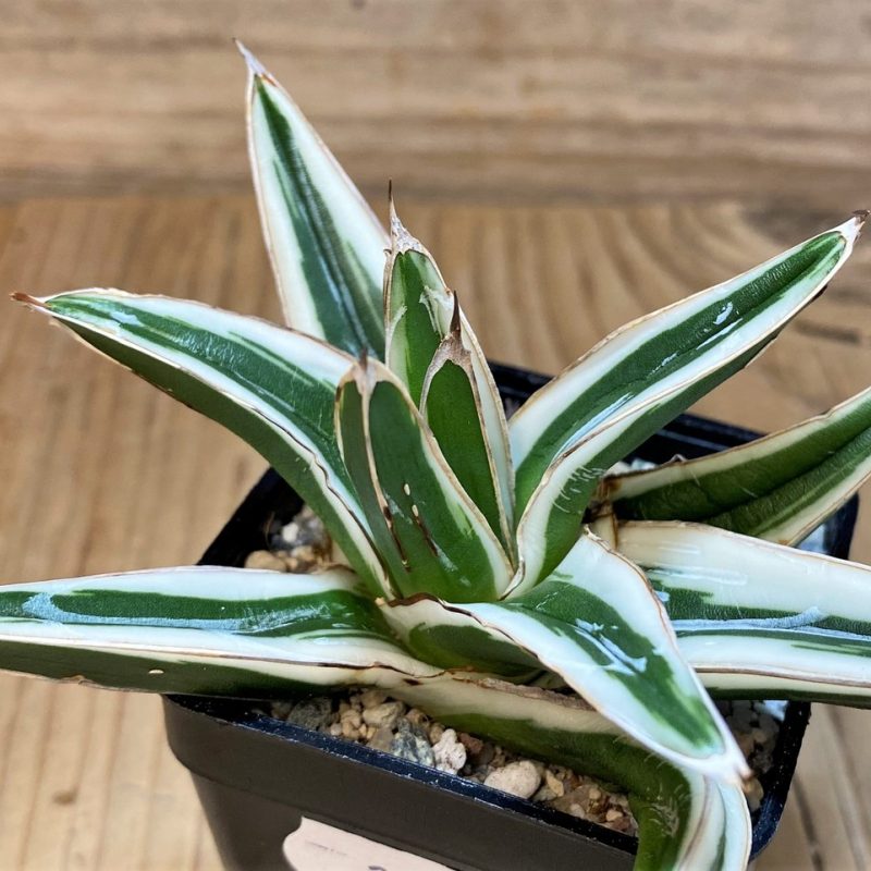 SH27533 Agave victoriae-reginae 'White Rhino'