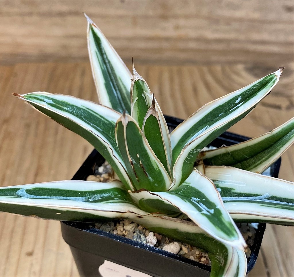 SH27533 Agave victoriae-reginae 'White Rhino'