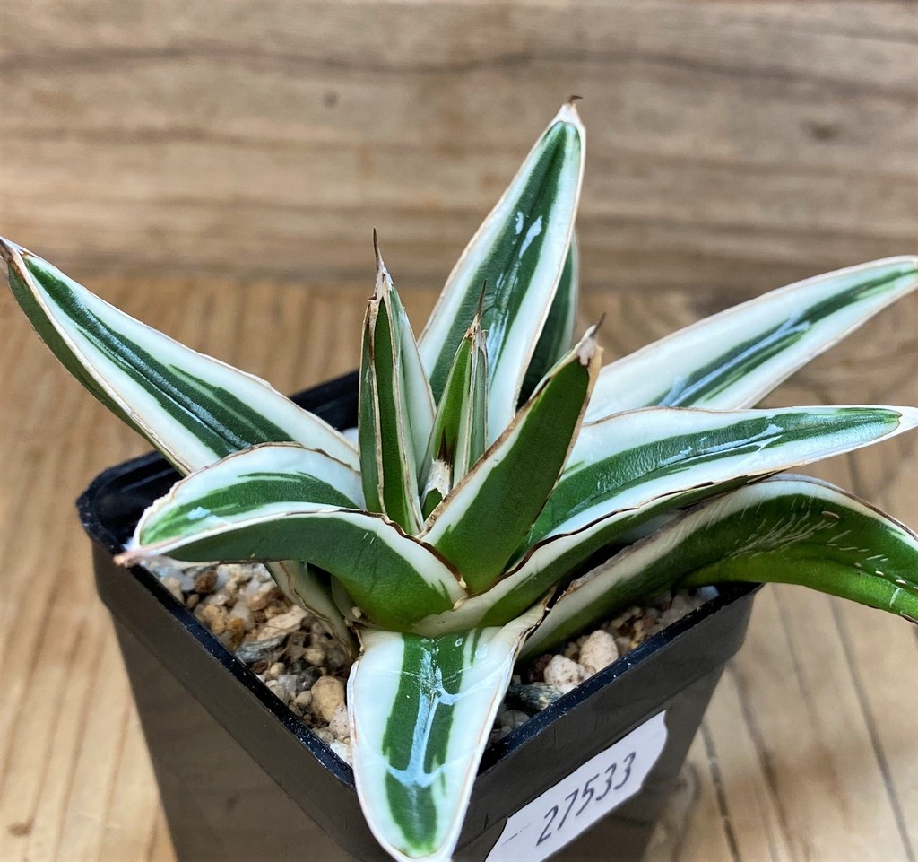 SH27533 Agave victoriae-reginae 'White Rhino' - Image 2