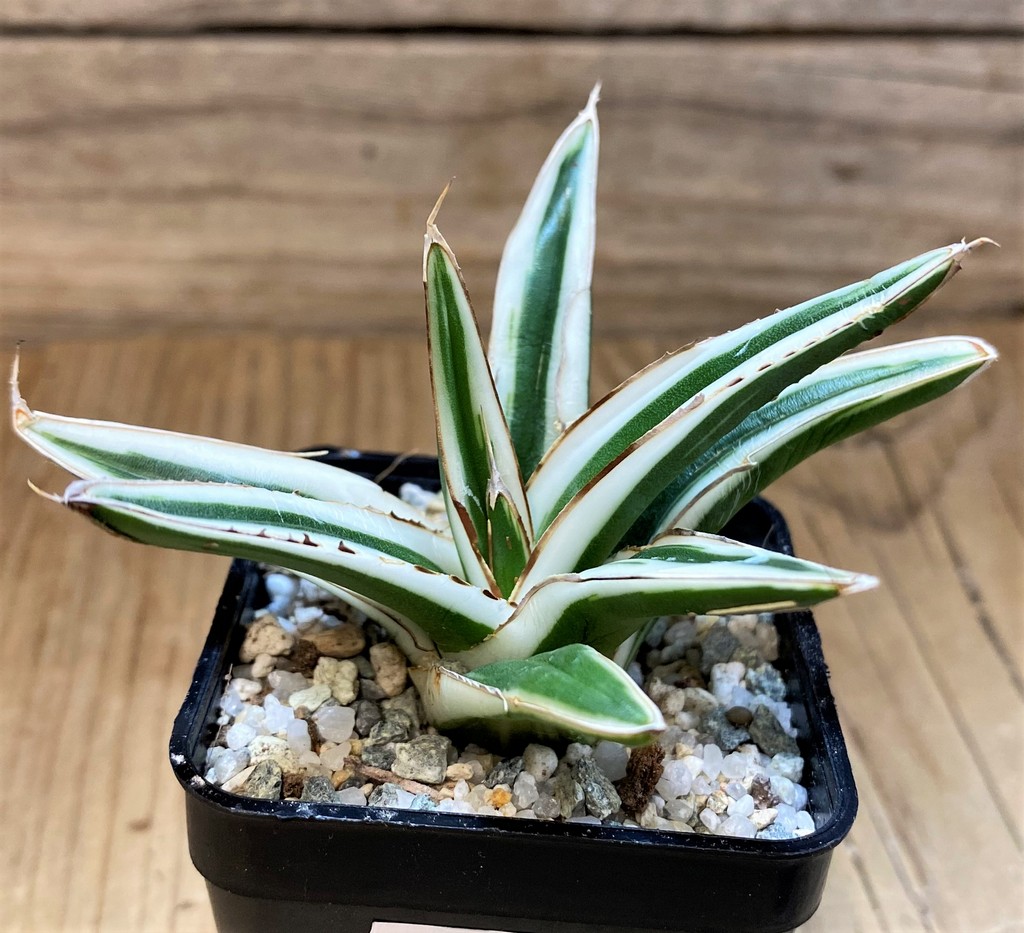 SH27534 Agave victoriae-reginae 'White Rhino'