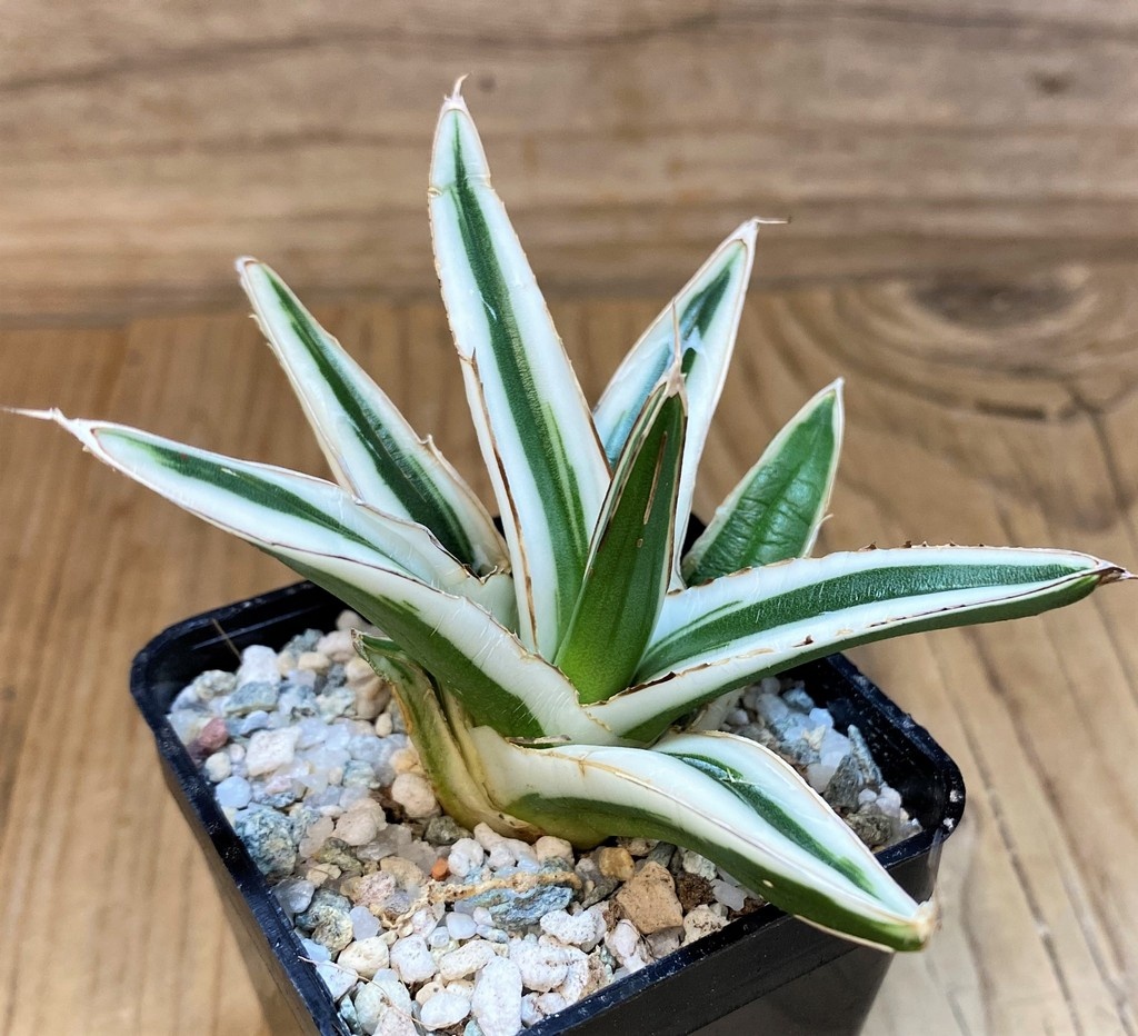 SH27534 Agave victoriae-reginae 'White Rhino' - Image 2