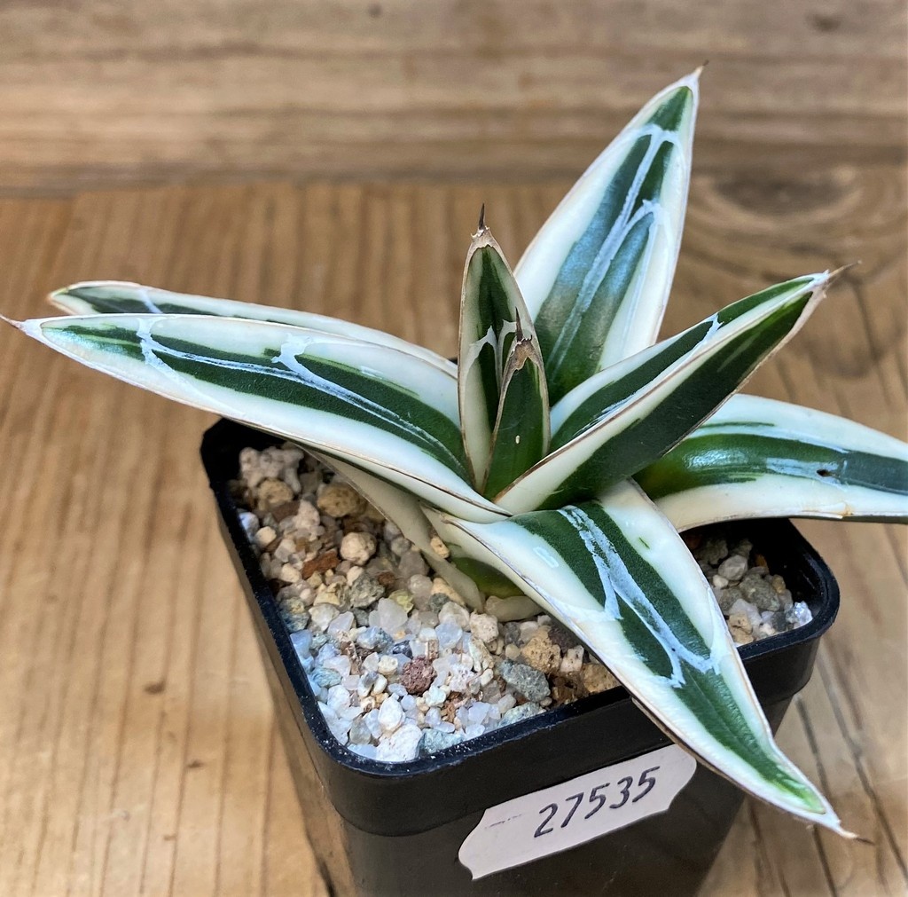 SH27535 Agave victoriae-reginae 'White Rhino' - Image 2