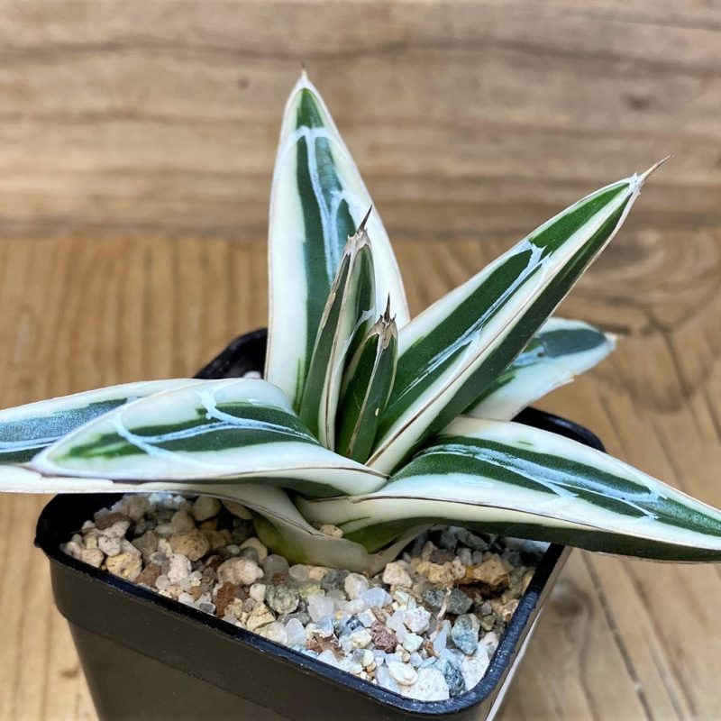 SH27535 Agave victoriae-reginae 'White Rhino'
