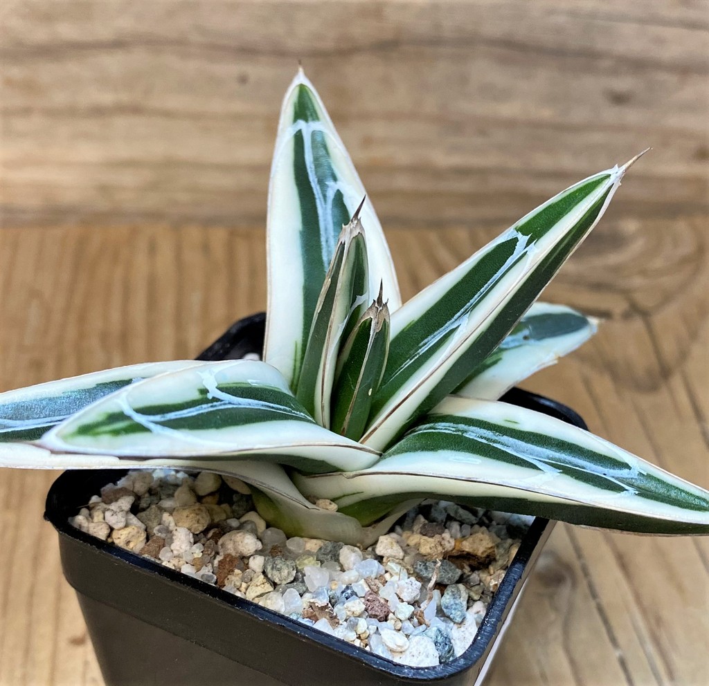 SH27535 Agave victoriae-reginae 'White Rhino'
