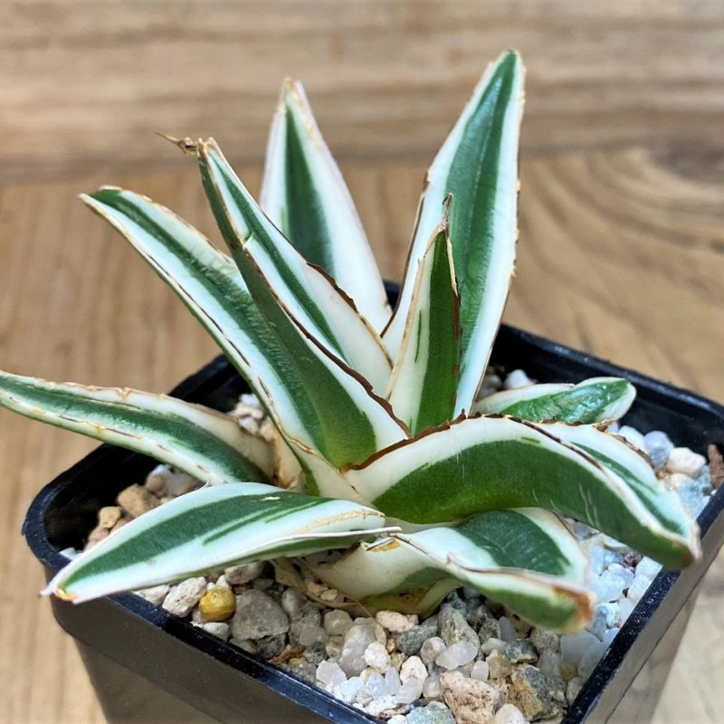 SH27536 Agave victoriae-reginae 'White Rhino'