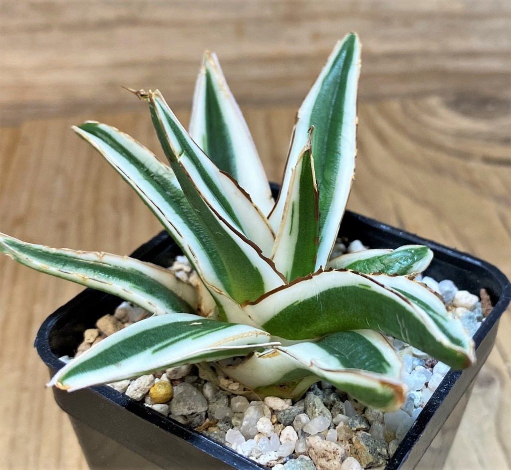 SH27536 Agave victoriae-reginae 'White Rhino'