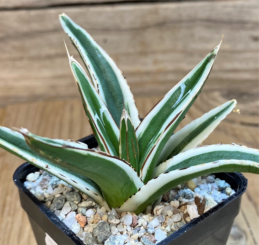 SH27537 Agave victoriae-reginae 'White Rhino'