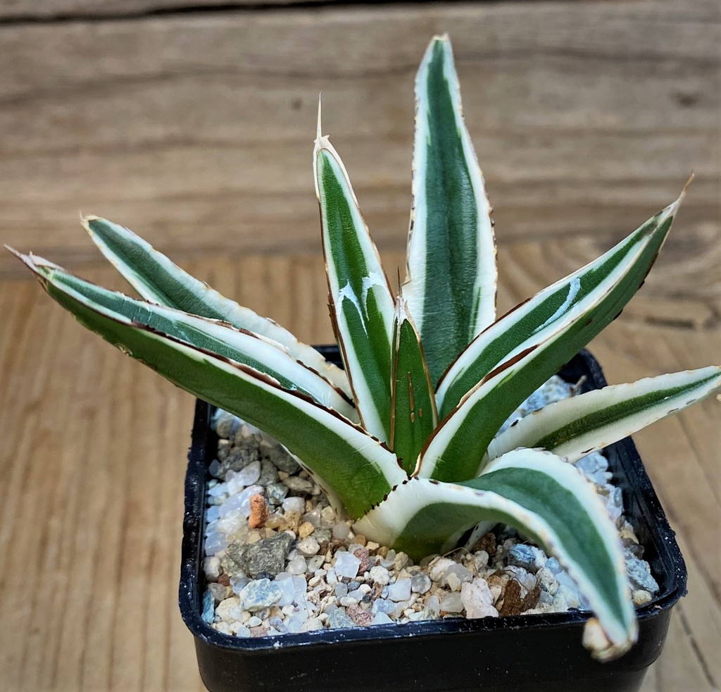 SH27537 Agave victoriae-reginae 'White Rhino' - Image 2