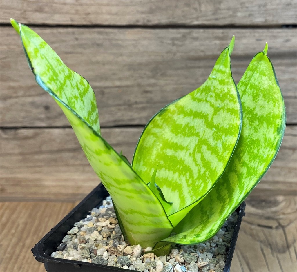 SH27538 Sansevieria 'Hahnii Philippine' gold - 画像 (2)