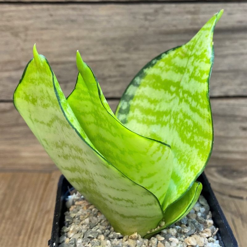 SH27538 Sansevieria 'Hahnii Philippine' gold
