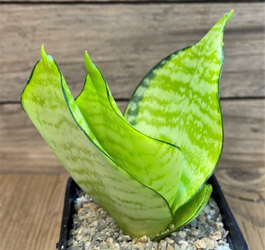 SH27538 Sansevieria 'Hahnii Philippine' gold