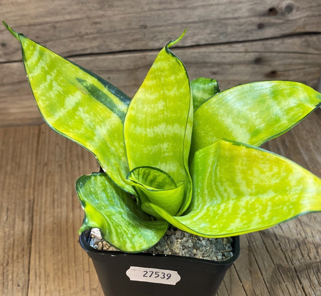 SH27539 Sansevieria 'Hahnii Philippine' gold