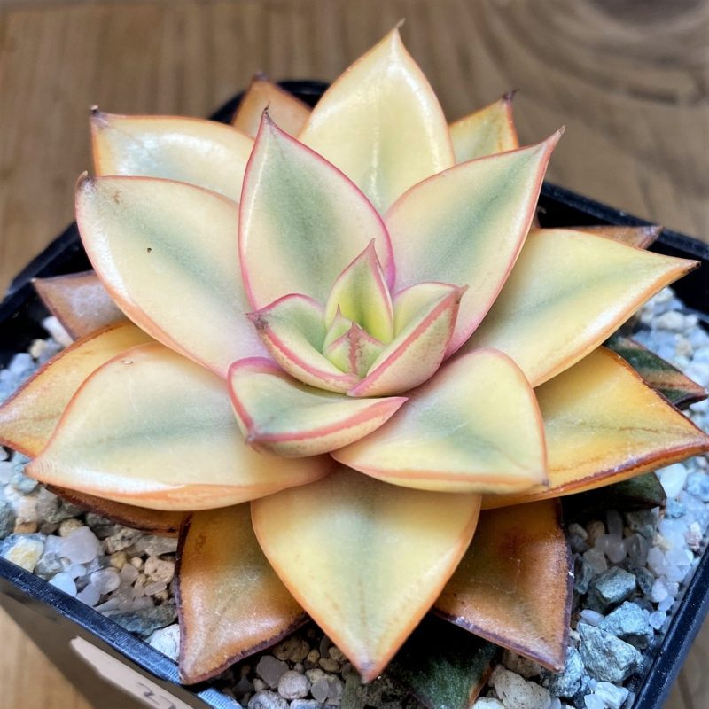 SH27510 Echeveria purpusorum ‘Monocerotis’ f. variegata