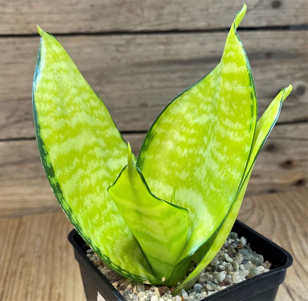 SH27540 Sansevieria 'Hahnii Philippine' gold