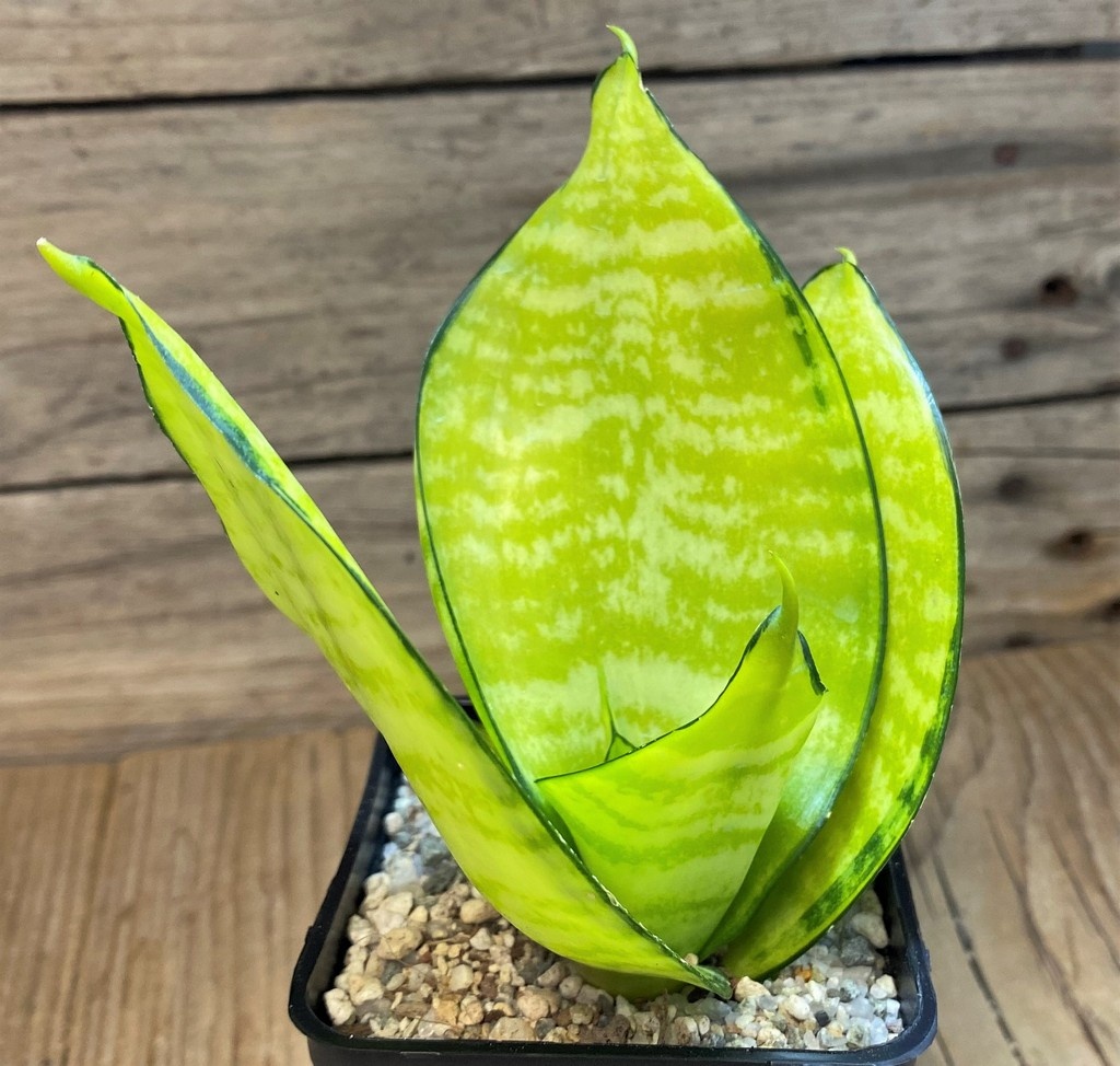 SH27540 Sansevieria 'Hahnii Philippine' gold - 画像 (2)