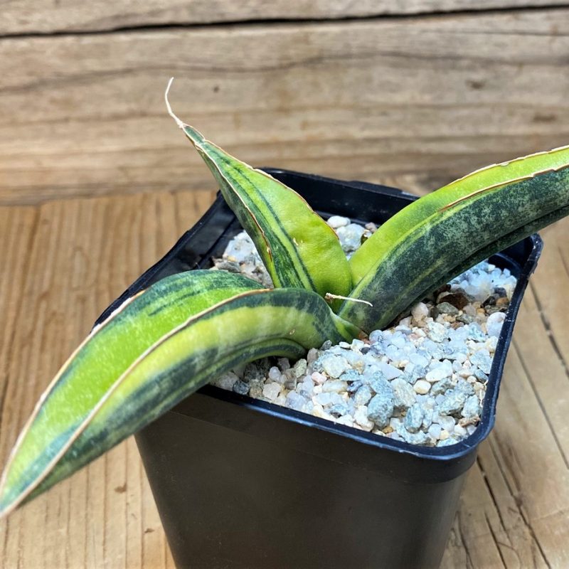 SH27541 Sansevieria 'Fischeri'
