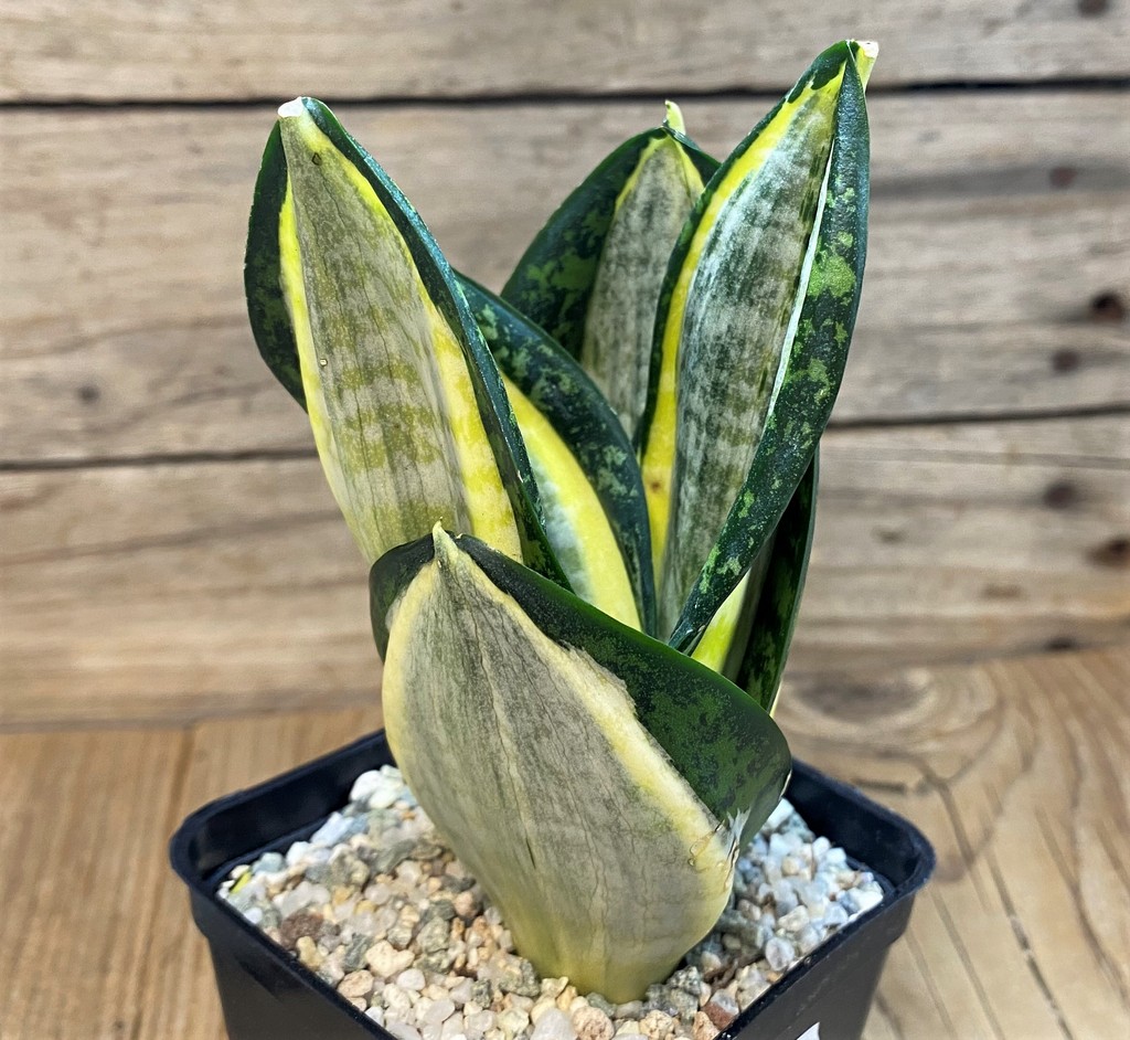 SH27542 Sansevieria 'Hahnii zebra' - 画像 (2)