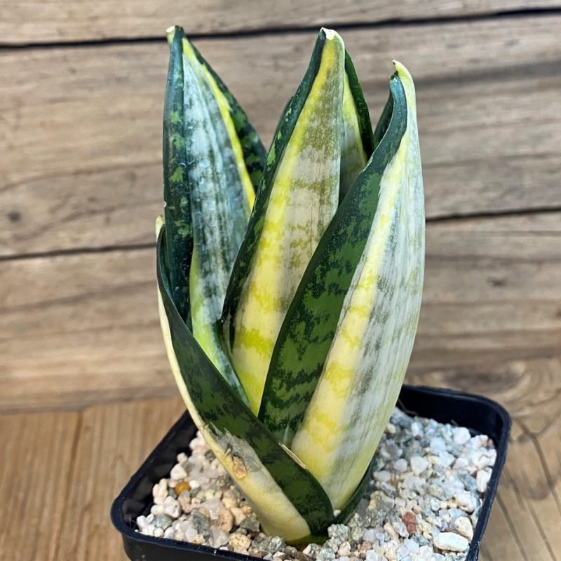 SH27542 Sansevieria 'Hahnii zebra'