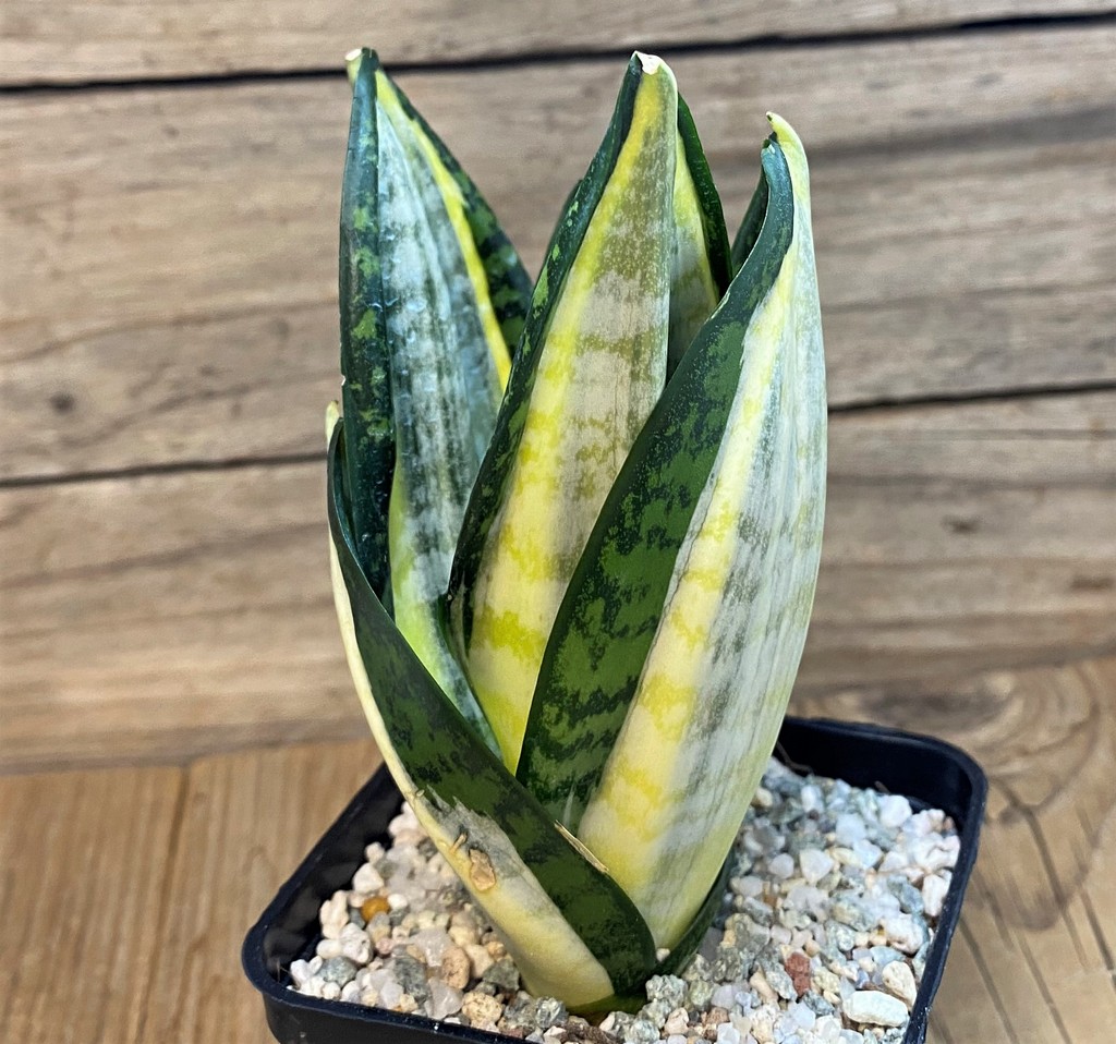 SH27542 Sansevieria 'Hahnii zebra'