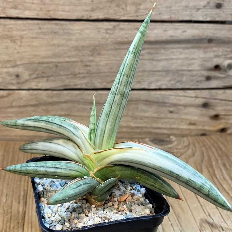 SH27668 Sansevieria ‘Silver Clone’