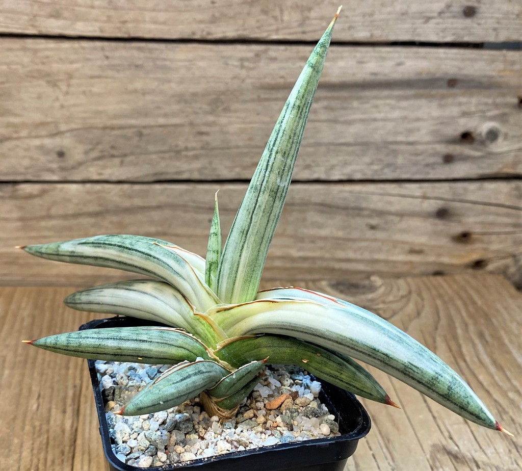SH27668 Sansevieria ‘Silver Clone’