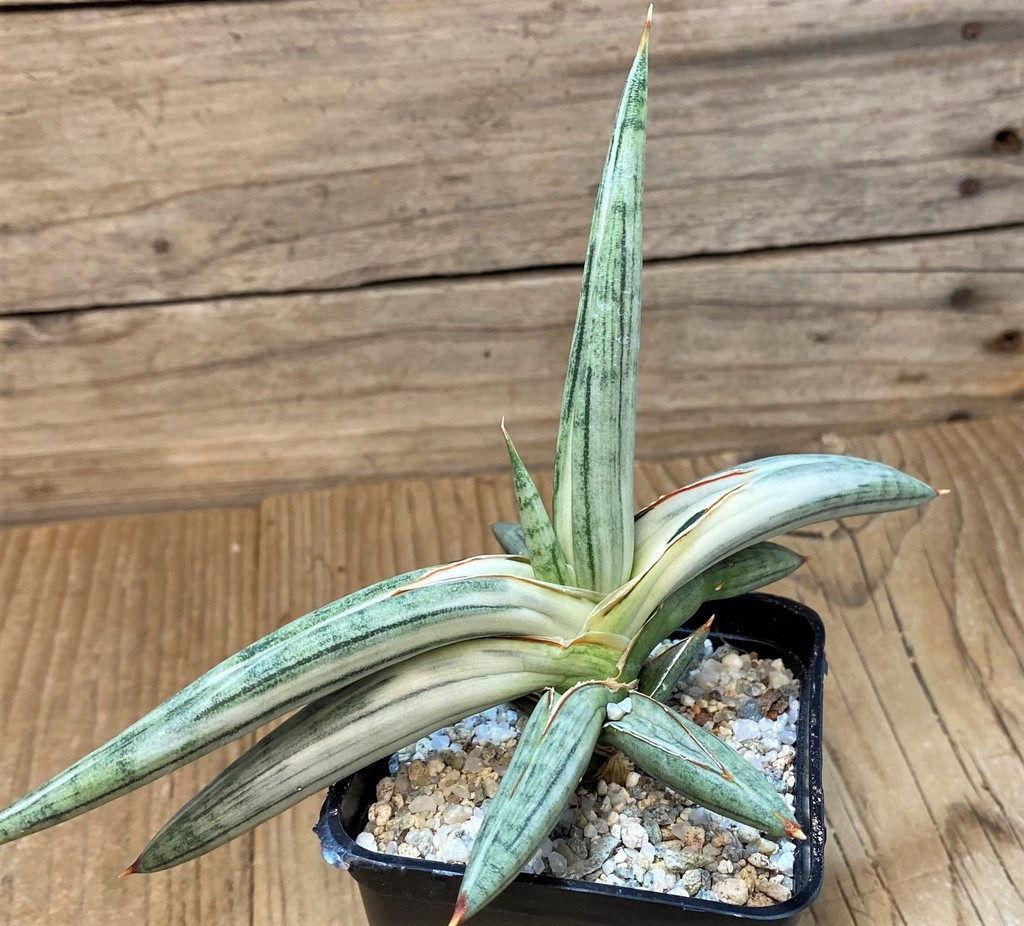 SH27668 Sansevieria ‘Silver Clone’ - Image 2