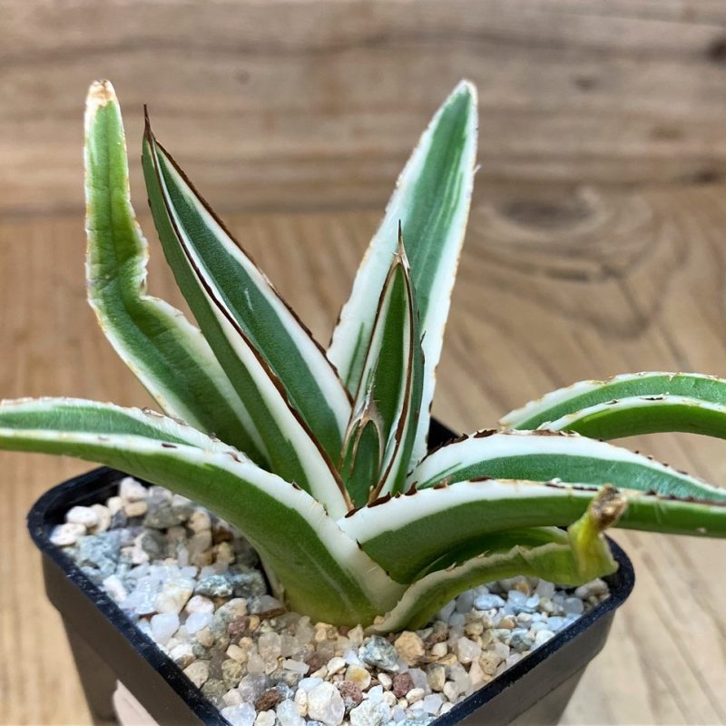 SH27669 Agave victoriae-reginae 'White Rhino'