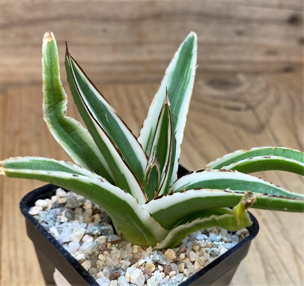 SH27669 Agave victoriae-reginae 'White Rhino'