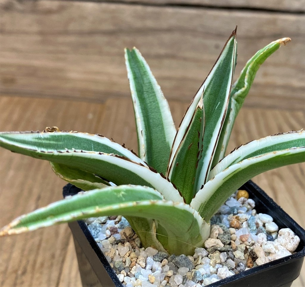 SH27669 Agave victoriae-reginae 'White Rhino' - Image 2