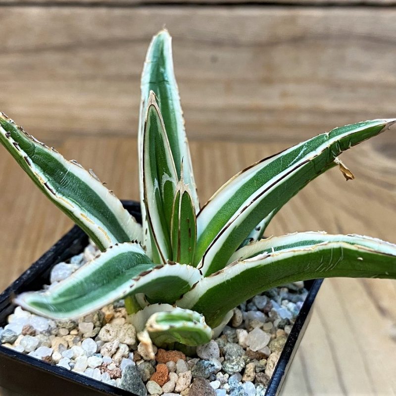 SH27670 Agave victoriae-reginae 'White Rhino'