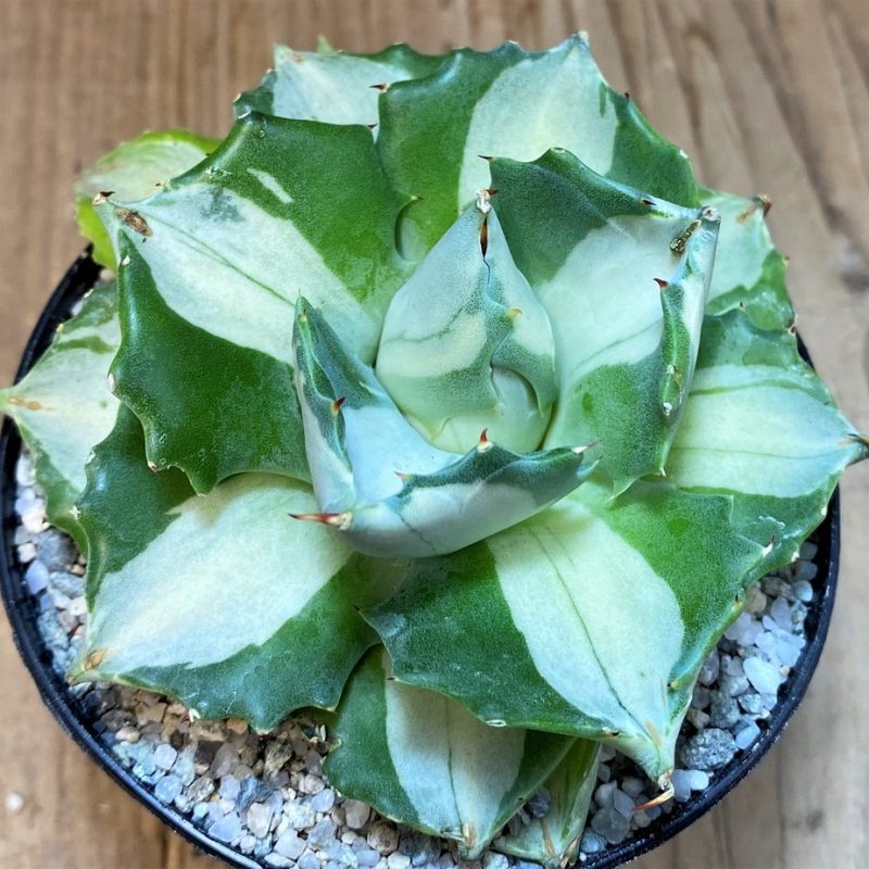 SH27671 Agave isthmensis f. variegata