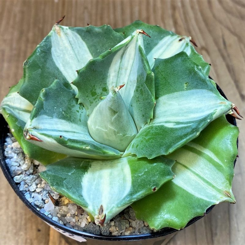 SH27672 Agave isthmensis f. variegata