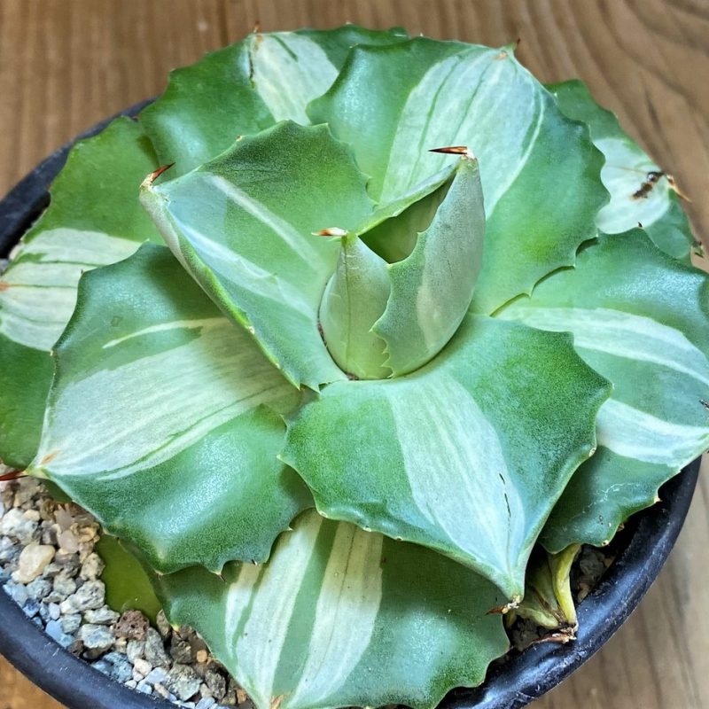 SH27673 Agave isthmensis f. variegata