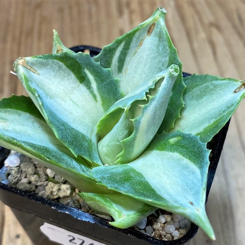 SH27674 Agave isthmensis f. variegata