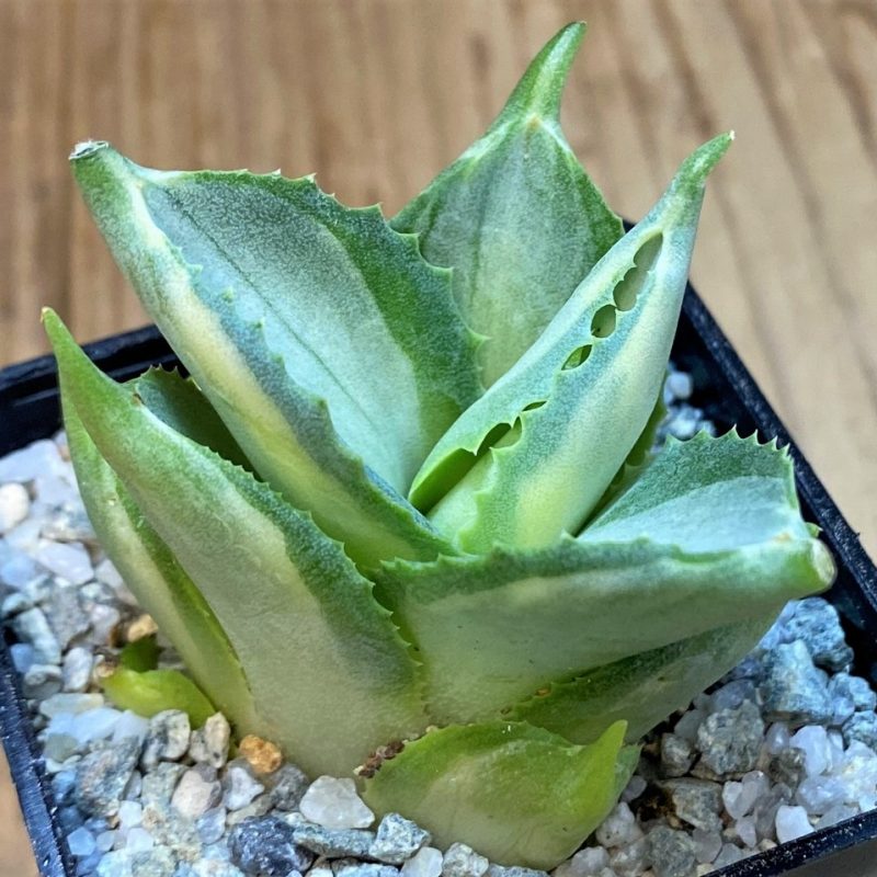 SH27675 Agave isthmensis f. variegata