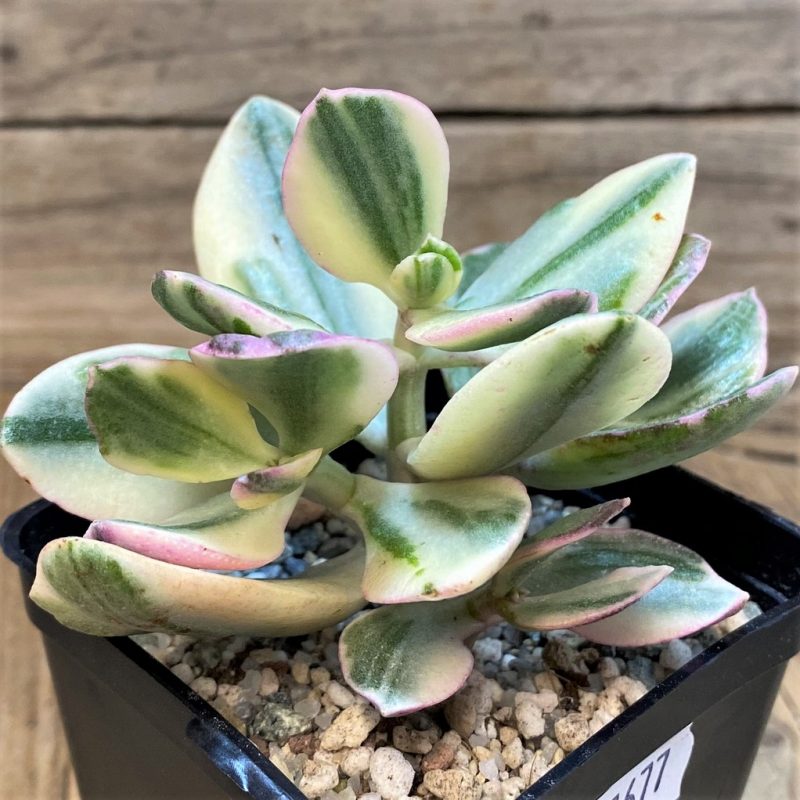 SH27677 Crassula ovata f. variegata