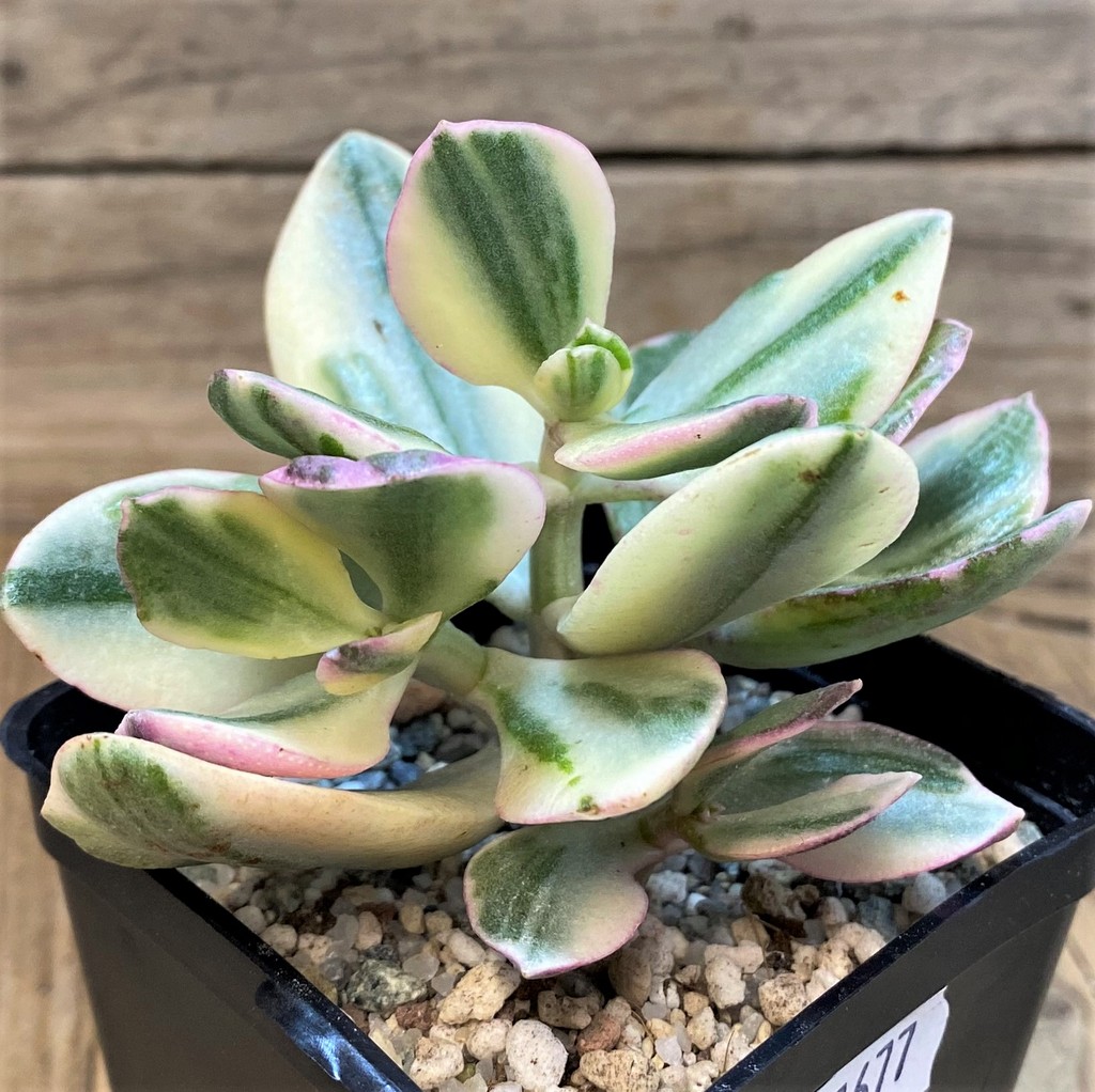SH27677 Crassula ovata f. variegata