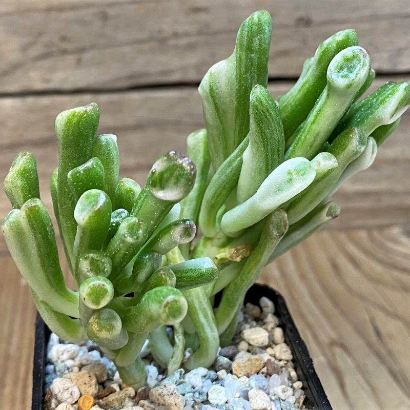 SH27678 Crassula ovata 'Gollum' f. variegata