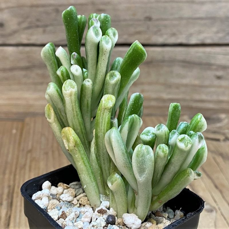 SH27679 Crassula ovata 'Gollum' f. variegata