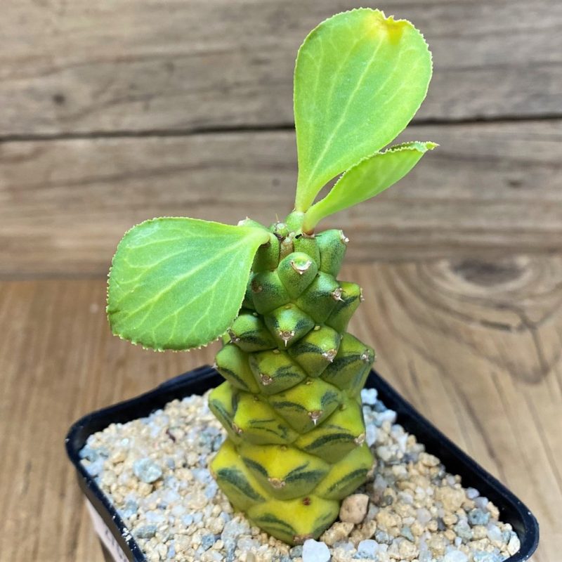 SH27680 Monadenium ritchiei f. variegata