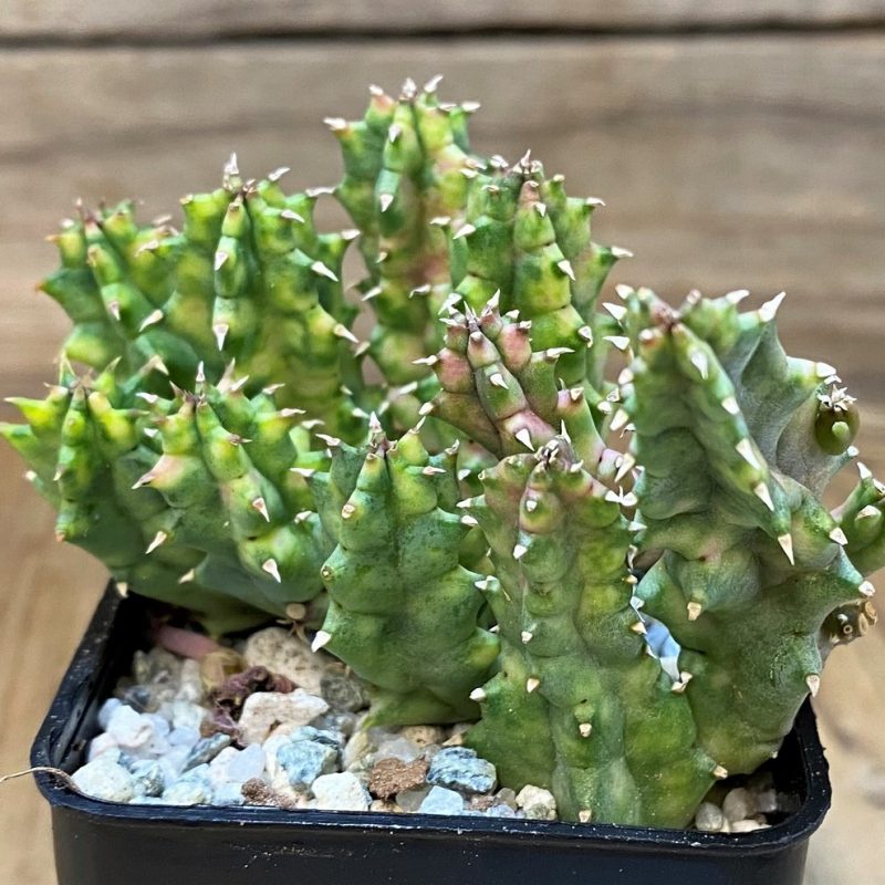 SH27681 Huernia zebrina f. variegata