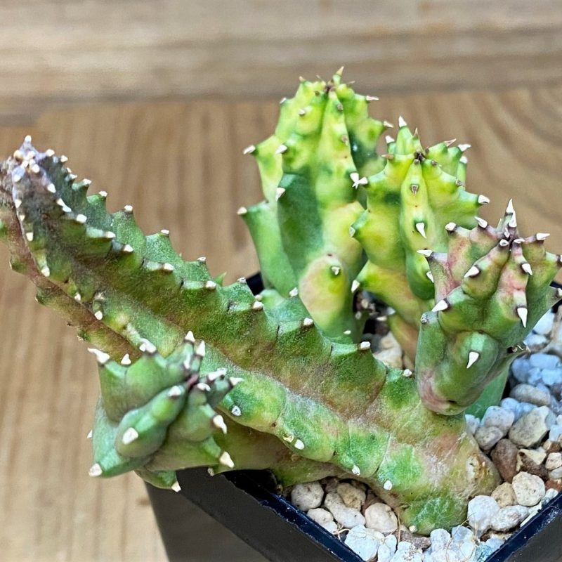 SH27682 Huernia zebrina f. variegata