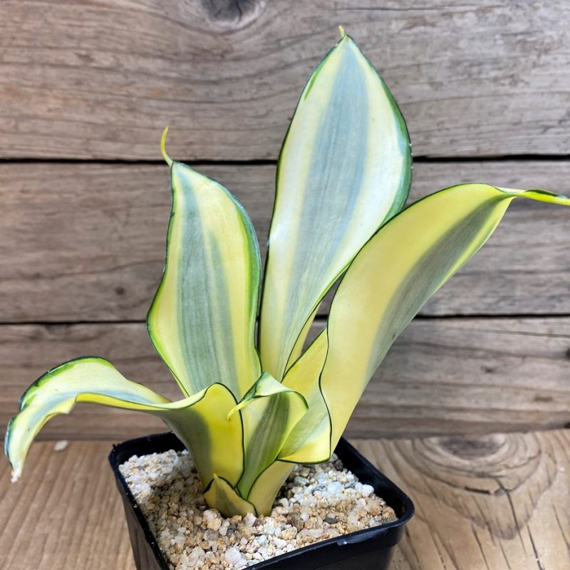 SH27635 Sansevieria 'Splash'